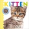 Go to record Kitten and friends
