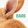 Go to record Ears.