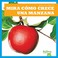Go to record Mira cómo crece una manzana