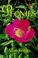 Go to record Peonies