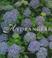 Go to record Hydrangeas : all about a favorite garden flower
